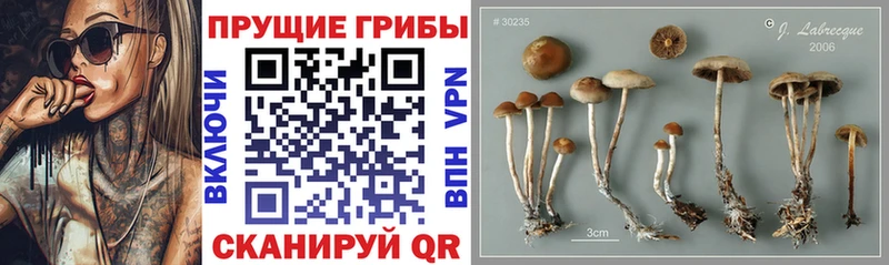 Галлюциногенные грибы Psilocybe  Людиново 